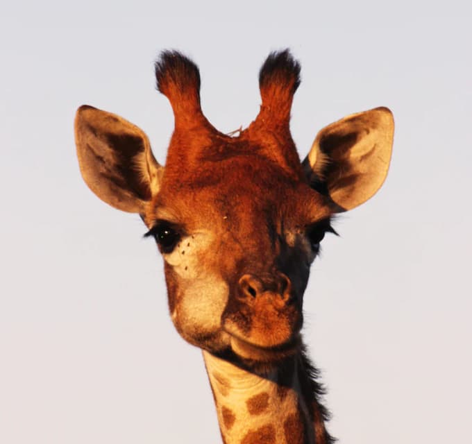 ef5d6e92984755b21785adafbb4d71d5376c9ad1.png