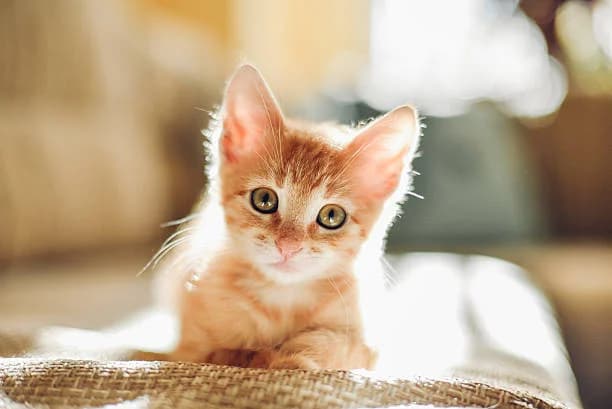 kitten-photo.jpg